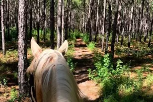 3428 N Bravo Dr, Beverly Hills, FL 34465 - Photo 77