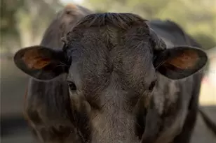 1650 NE 146 Ave, Williston, FL 32696 - Photo 49