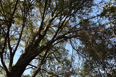 150 Caravelle Farms Road, Palatka, FL 32177 - Photo 35