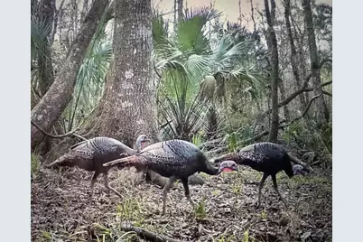 00 Clayton, Cedar Key, FL 32625 - Photo 17