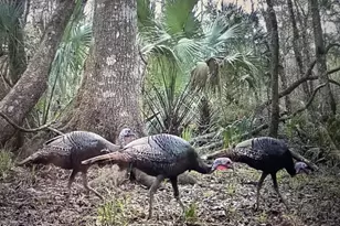 00 Clayton, Cedar Key, FL 32625 - Photo 17