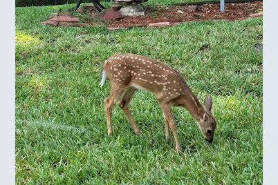 14176 SW 111th Court, Dunnellon, FL 34432 - Photo 65