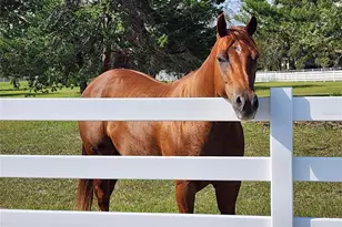 10532 SW 27th Ave, Ocala, FL 34476 - Photo 97