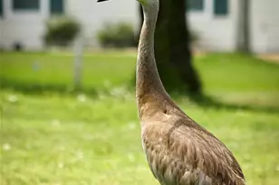 11536 SW 140th Loop, Dunnellon, FL 34432 - Photo 75