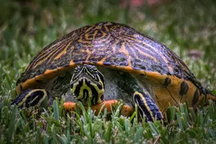 625 Midway Dr, Ocala, FL 34472 - Photo 31