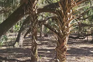 11159 N Clamdigger Terrace, Inglis, FL 34449 - Photo 27