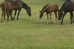 9549 NW 80th Ave, Ocala, FL 34482 - Photo 49