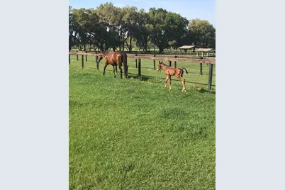 9549 NW 80th Avenue, Ocala, FL 34482 - Photo 51