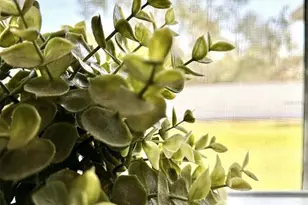 2409 SW 156th Loop, Ocala, FL 34473 - Photo 33