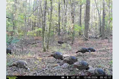 210 Tucker Springs Road, Sopchoppy, FL 32358 - Photo 81