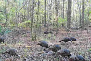 210 Tucker Springs Rd, Sopchoppy, FL 32358 - Photo 81