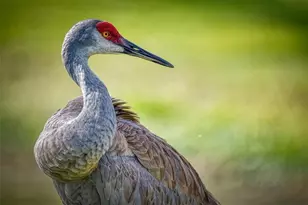 615 Midway Dr, Ocala, FL 34472 - Photo 35