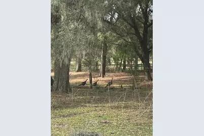 10550 NW 115th Avenue, Reddick, FL 32686 - Photo 13