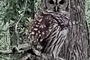 11653 SW 138th Ln, Dunnellon, FL 34432 - Photo 61