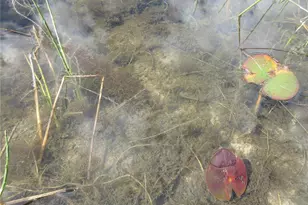 17350 SE 66th St, Ocklawaha, FL 32179 - Photo 37