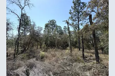 00 NE 67th Place, Williston, FL 32696 - Photo 5