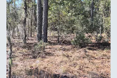00 NE 137th Avenue, Williston, FL 32696 - Photo 1
