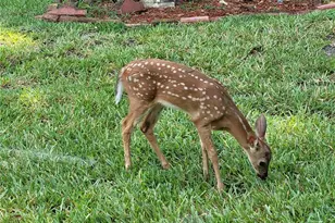 14464 SW 112th Cir, Dunnellon, FL 34432 - Photo 77