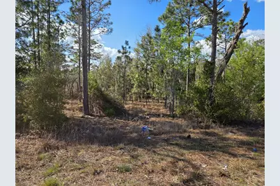 Tbd NE 14th Place, Williston, FL 32696 - Photo 5