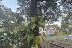 25203 NE 141st Ln, Salt Springs, FL 32134 - Photo 7