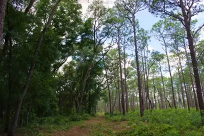 14263 NE 252nd Court Road #114, Salt Springs, FL 32134 - Photo 7