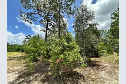 Tbd NE 69th Place, Bronson, FL 32621 - Photo 7