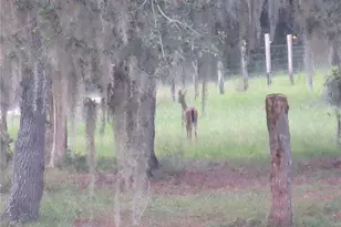 5995 SE 183rd Avenue Rd, Ocklawaha, FL 32179 - Photo 53