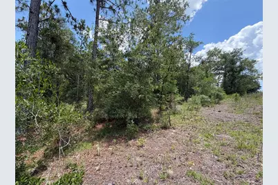 00 NE 65th Terrace, Williston, FL 32696 - Photo 3