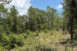 00 NE 65th Terrace, Williston, FL 32696 - Photo 1