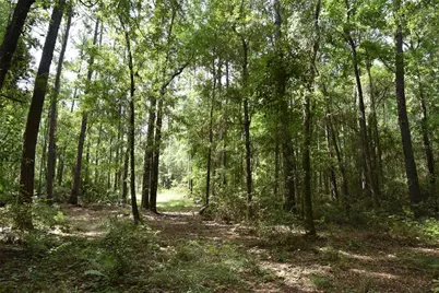 375 Buck Springs Road, Palatka, FL 32177 - Photo 53