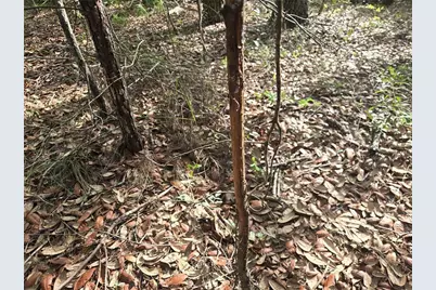 375 Buck Springs Road, Palatka, FL 32177 - Photo 33