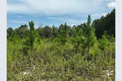 7351 NE 106th Terrace, Bronson, FL 32621 - Photo 39