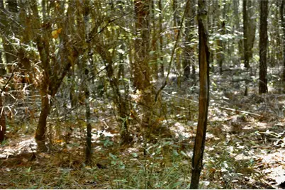 00 Old Federal Road, Quincy, FL 32351 - Photo 21