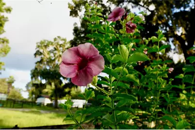 11690 NW 160th Street, Reddick, FL 32686 - Photo 55