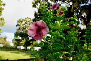 11690 NW 160 St, Reddick, FL 32686 - Photo 55