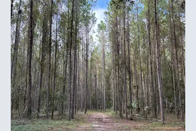 Tbd NW 160th St, Reddick, FL 32686 - Photo 5