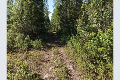 Off NE 212th St., Fort Mc Coy, FL 32134 - Photo 9