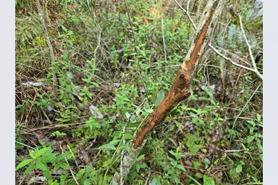Off NE 212th St., Fort Mc Coy, FL 32134 - Photo 15