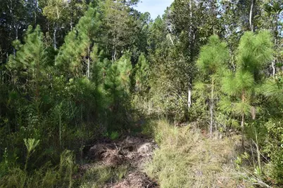 Off NE 212th St., Fort Mc Coy, FL 32134 - Photo 31