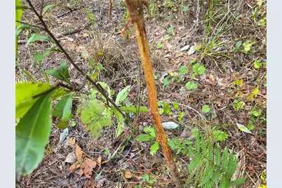 Off NE 212th St., Fort Mc Coy, FL 32134 - Photo 17