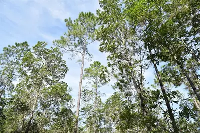 Off NE 212th St., Fort Mc Coy, FL 32134 - Photo 43