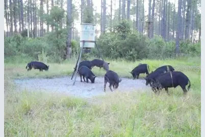 0 Doc Smith Road, Bronson, FL 32621 - Photo 9