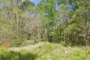 217 Dogwood Ave, Georgetown, FL 32139 - Photo 1