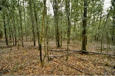00 50th St, Live Oak, FL 32060 - Photo 33