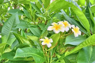 1475 S Lake Howard Dr, Winter Haven, FL 33880 - Photo 25