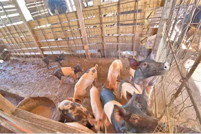 715 Fazzini Road, Babson Park, FL 33827 - Photo 77