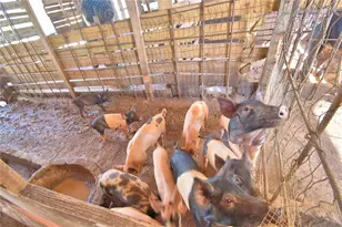 715 Fazzini Rd, Babson Park, FL 33827 - Photo 77