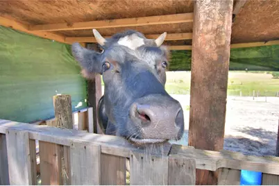 715 Fazzini Road, Babson Park, FL 33827 - Photo 81