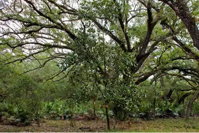 2415 Live Oak Trail, Lake Wales, FL 33898 - Photo 17