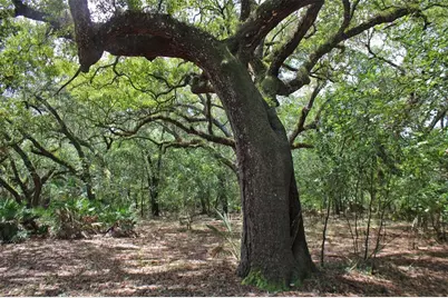 2415 Live Oak Trail, Lake Wales, FL 33898 - Photo 13